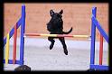 VDH DM Jump Lauf neu